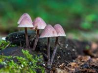 18 Pilzvariationen und Flechten